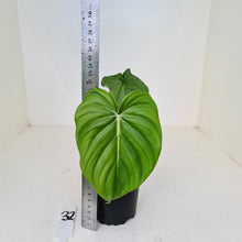 Load image into Gallery viewer, #32 Philodendron Dean McDowell - Rooted tip cutting