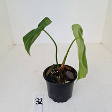 Load image into Gallery viewer, #32 Philodendron Dean McDowell - Rooted tip cutting