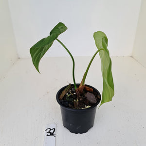 #32 Philodendron Dean McDowell - Rooted tip cutting