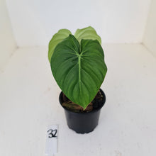 Load image into Gallery viewer, #32 Philodendron Dean McDowell - Rooted tip cutting