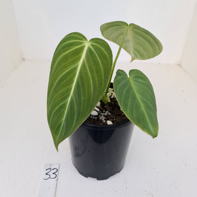 #33 Philodendron Glorious (Melanochrysum x Gloriosum) - Well rooted and shot cutting