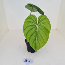 Load image into Gallery viewer, #34 Philodendron Pastazanum or Dean McDowell? - Rooted tip cutting