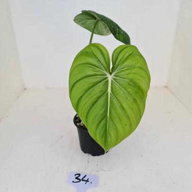 #34 Philodendron Pastazanum or Dean McDowell? - Rooted tip cutting