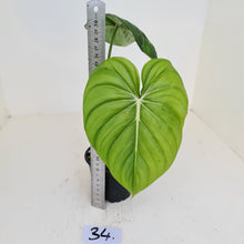 Load image into Gallery viewer, #34 Philodendron Pastazanum or Dean McDowell? - Rooted tip cutting