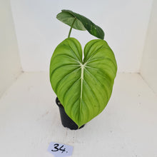 Load image into Gallery viewer, #34 Philodendron Pastazanum or Dean McDowell? - Rooted tip cutting