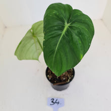 Load image into Gallery viewer, #34 Philodendron Pastazanum or Dean McDowell? - Rooted tip cutting