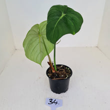 Load image into Gallery viewer, #34 Philodendron Pastazanum or Dean McDowell? - Rooted tip cutting