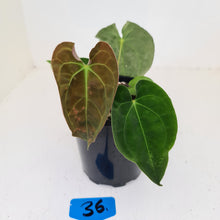 Load image into Gallery viewer, #36 Anthurium Hybrid Seedling