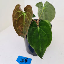 Load image into Gallery viewer, #36 Anthurium Hybrid Seedling
