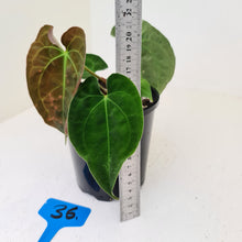Load image into Gallery viewer, #36 Anthurium Hybrid Seedling