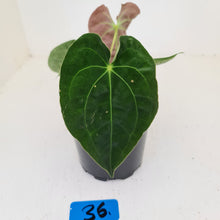 Load image into Gallery viewer, #36 Anthurium Hybrid Seedling