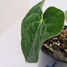 Load image into Gallery viewer, #36 Anthurium Hybrid Seedling