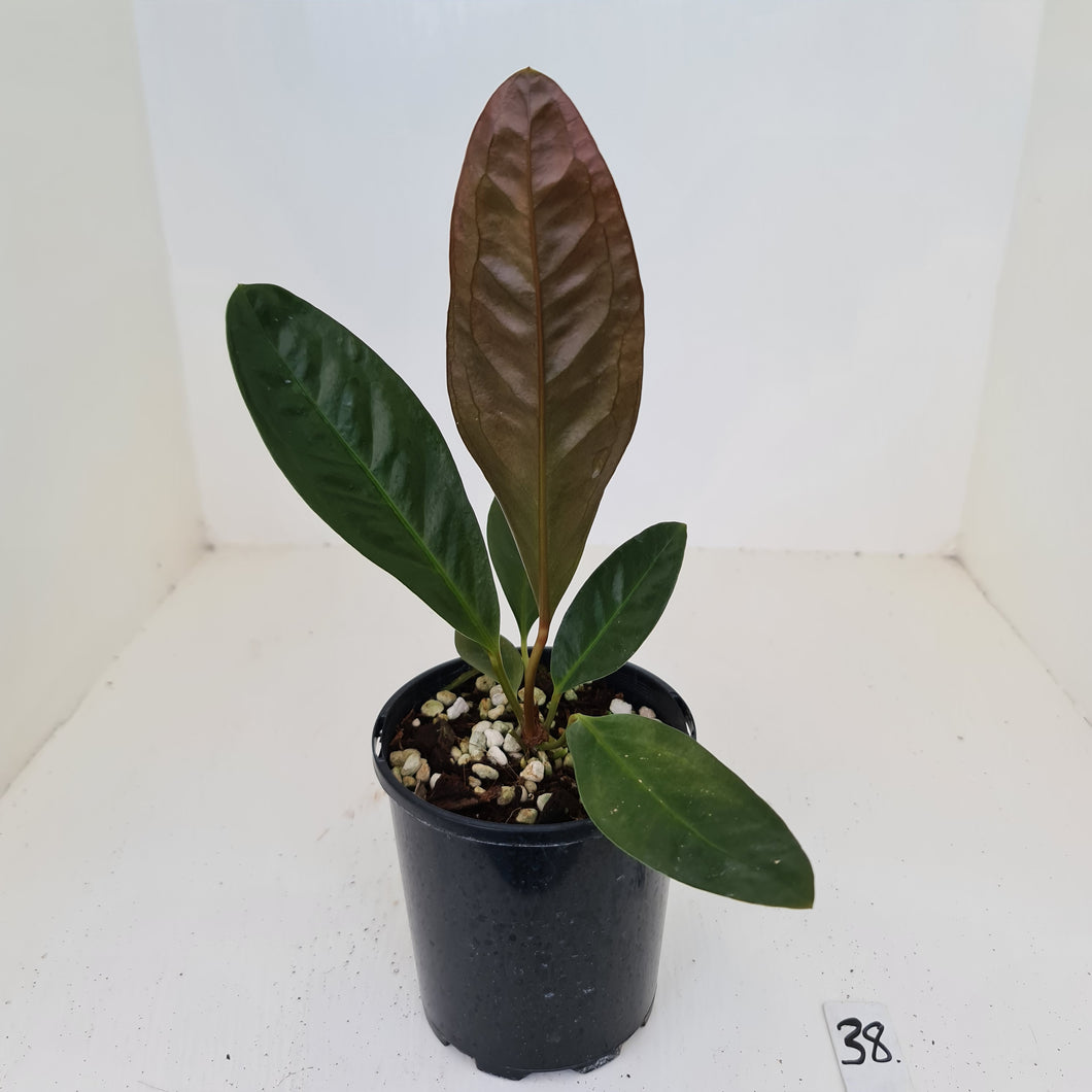 #38 Anthurium Superbum