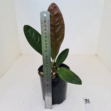 Load image into Gallery viewer, #38 Anthurium Superbum