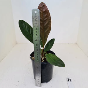 #38 Anthurium Superbum