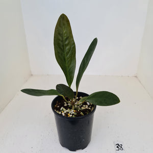 #38 Anthurium Superbum