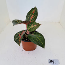 Load image into Gallery viewer, #39 Aglaonema hybrid