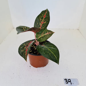 #39 Aglaonema hybrid