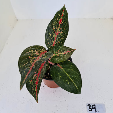 #39 Aglaonema hybrid