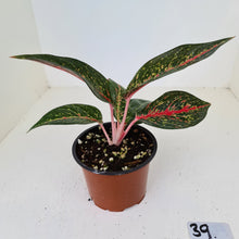 Load image into Gallery viewer, #39 Aglaonema hybrid