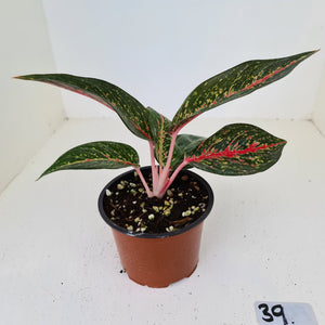 #39 Aglaonema hybrid