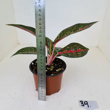 Load image into Gallery viewer, #39 Aglaonema hybrid