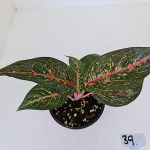 #39 Aglaonema hybrid