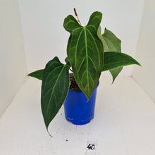 Load image into Gallery viewer, #40 Anthurium &#39;Velvet Shadow&#39; - Flowering maturity