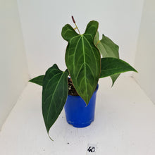 Load image into Gallery viewer, #40 Anthurium &#39;Velvet Shadow&#39; - Flowering maturity