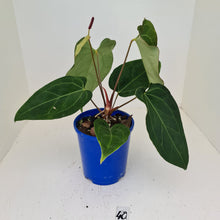 Load image into Gallery viewer, #40 Anthurium &#39;Velvet Shadow&#39; - Flowering maturity