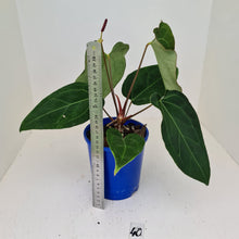 Load image into Gallery viewer, #40 Anthurium &#39;Velvet Shadow&#39; - Flowering maturity