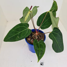 Load image into Gallery viewer, #40 Anthurium &#39;Velvet Shadow&#39; - Flowering maturity