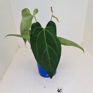 #40 Anthurium 'Velvet Shadow' - Flowering maturity