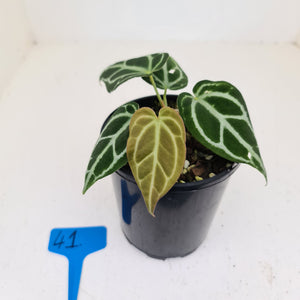 #41 Anthurium Crystallinum Hybrid