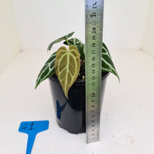 Load image into Gallery viewer, #41 Anthurium Crystallinum Hybrid