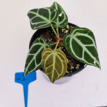 Load image into Gallery viewer, #41 Anthurium Crystallinum Hybrid