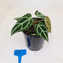 Load image into Gallery viewer, #41 Anthurium Crystallinum Hybrid
