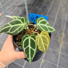 Load image into Gallery viewer, #41 Anthurium Crystallinum Hybrid