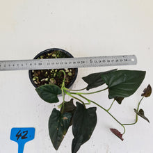 Load image into Gallery viewer, #42 Syngonium Erythrophyllum