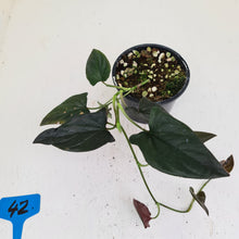 Load image into Gallery viewer, #42 Syngonium Erythrophyllum