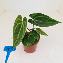 Load image into Gallery viewer, #43 Anthurium Hybrid Seedling - 3 x heads