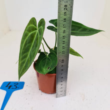 Load image into Gallery viewer, #43 Anthurium Hybrid Seedling - 3 x heads