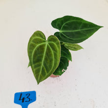 Load image into Gallery viewer, #43 Anthurium Hybrid Seedling - 3 x heads