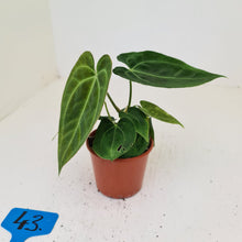 Load image into Gallery viewer, #43 Anthurium Hybrid Seedling - 3 x heads