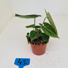 Load image into Gallery viewer, #43 Anthurium Hybrid Seedling - 3 x heads