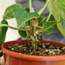 Load image into Gallery viewer, #43 Anthurium Hybrid Seedling - 3 x heads