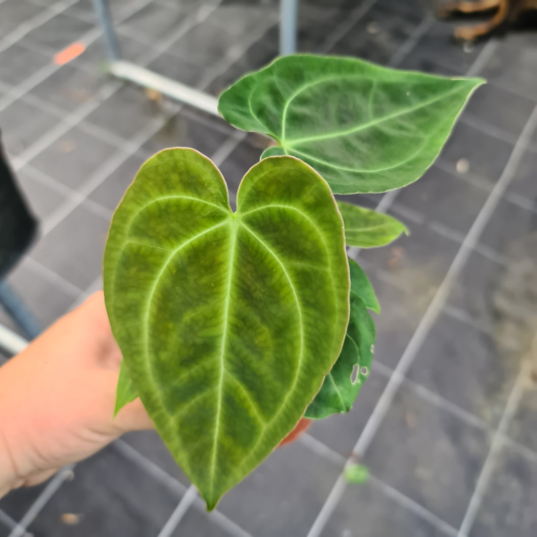 #43 Anthurium Hybrid Seedling - 3 x heads