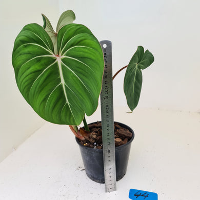#44 Philodendron Gloriosum