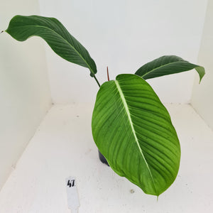 #47 Philodendron Geniculatum