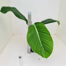 Load image into Gallery viewer, #47 Philodendron Geniculatum